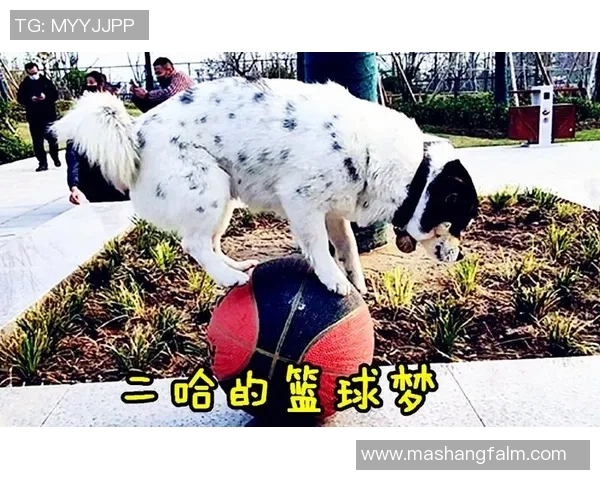 狗狗篮球明星的精彩瞬间与训练秘籍揭秘